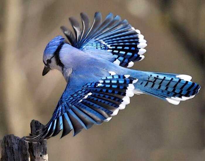Природа удивляет: 6 невероятно красивых птиц на земле!