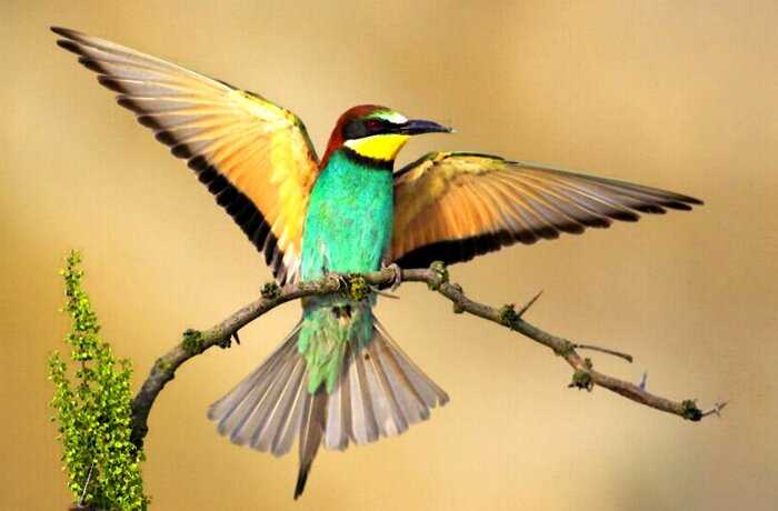 Природа удивляет: 6 невероятно красивых птиц на земле!