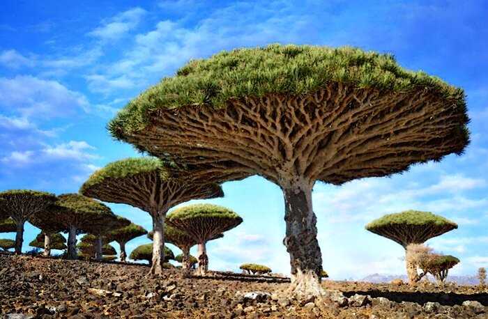 Самые необычные деревья со всего мира