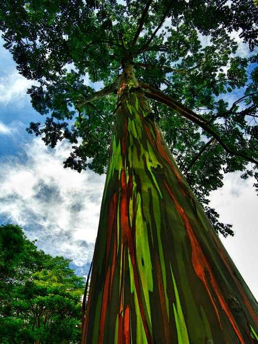 Самые необычные деревья со всего мира