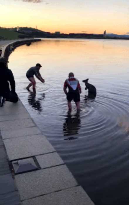 «Так по-человечески»: кенгуру поблагодарил парней за спасение из холодной воды