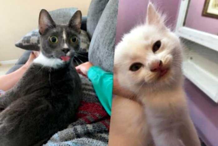 15 смешных котов, которые показали хозяевам язык с таким видом, что нельзя не расплыться в улыбке
