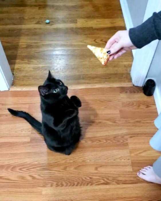 Котик, который научился просить еду по-настоящему