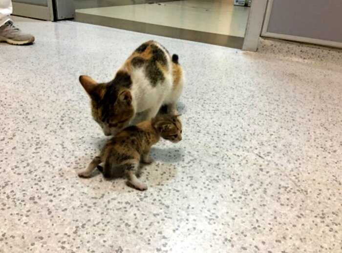 Мама кошка принесла котенка в больницу скорой помощи. Человеческие врачи осмотрели малыша