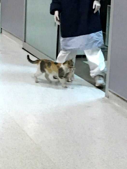 Мама кошка принесла котенка в больницу скорой помощи. Человеческие врачи осмотрели малыша