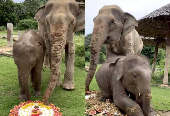 Проказливый слонёнок оставил свою бабушку без торта, и это забавное видео лучшее лекарство от грусти