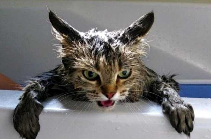 Ученые объяснили, почему кошки не любят купаться, и боязнь воды тут не причем