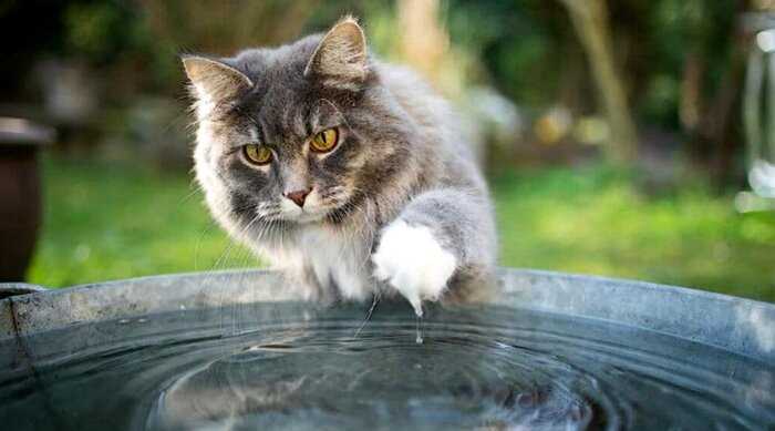 Ученые объяснили, почему кошки не любят купаться, и боязнь воды тут не причем