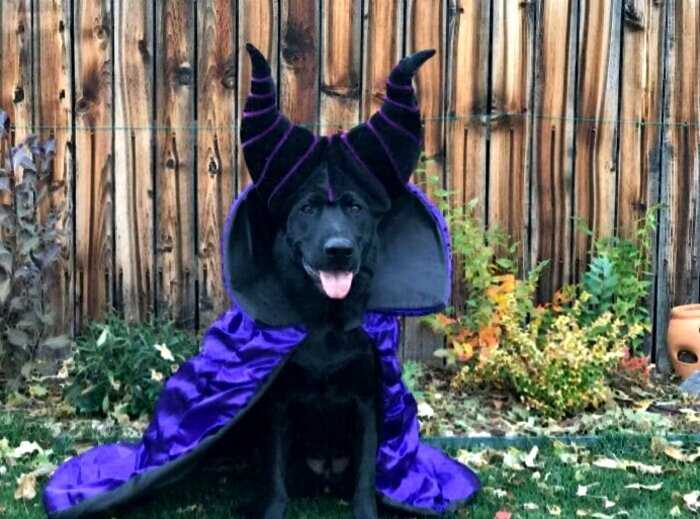Домашние животные в забавных хэллоуинских костюмах