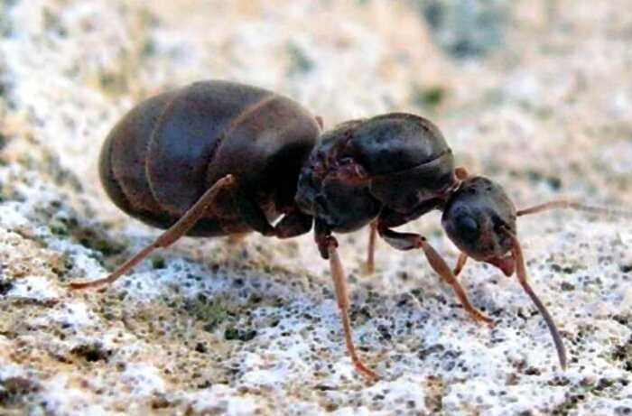 Некоторые муравьи умеют менять размер своего мозга. Для чего они это делают?