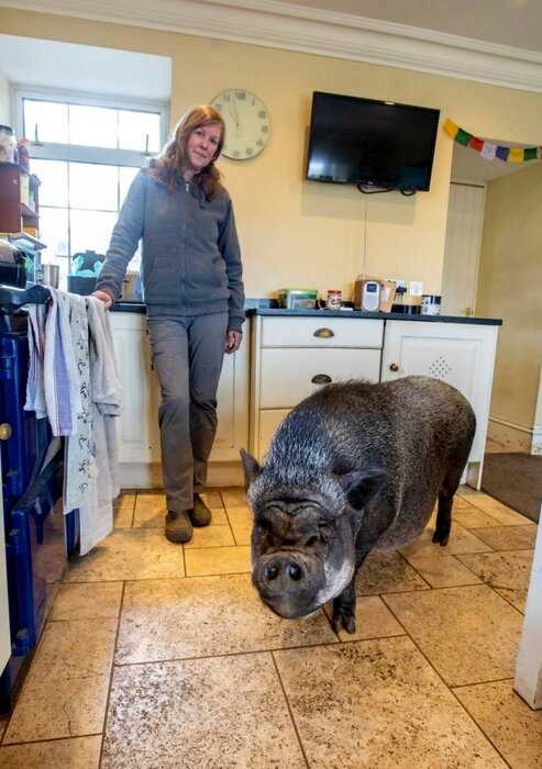 130-килограммовая свинья живет в доме, так как на улице слишком холодно