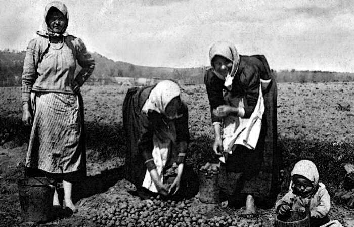 «Яблоко сатаны»: почему русские крестьяне отказывались сажать картошку