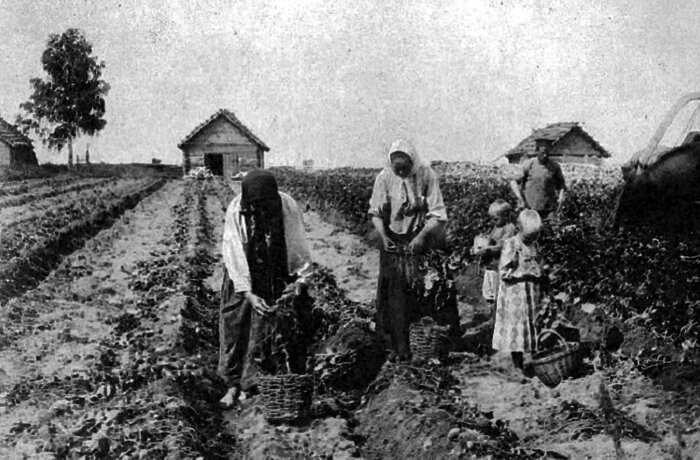 «Яблоко сатаны»: почему русские крестьяне отказывались сажать картошку