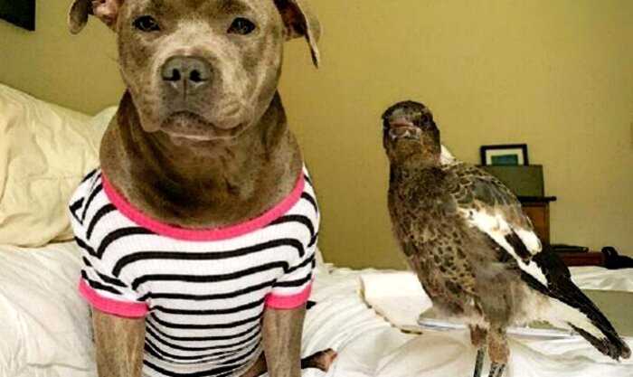 Собака воспитала найденную сороку и птица теперь считает себя собакой
