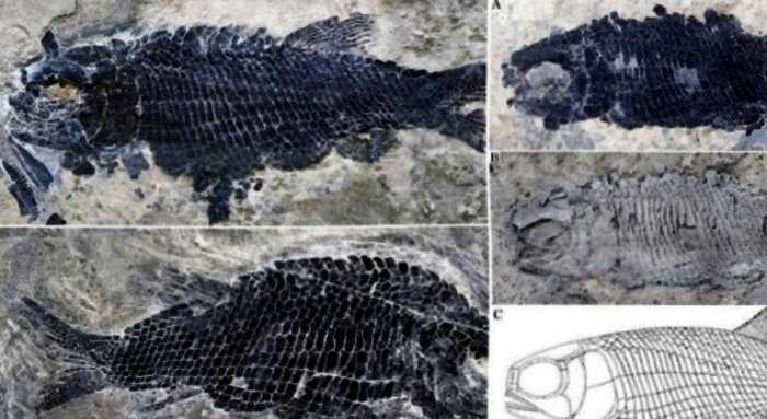 В Китае нашли окаменелые останки рыбы, которая жила 244 миллиона лет назад
