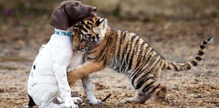 Необычные друзья: щенок подружился с тигренком, которого отвергла мать