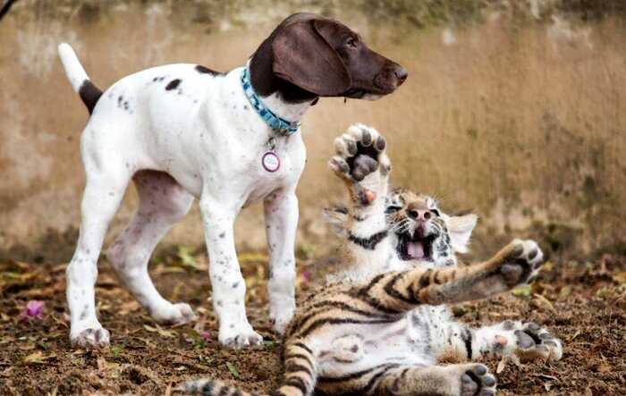 Необычные друзья: щенок подружился с тигренком, которого отвергла мать