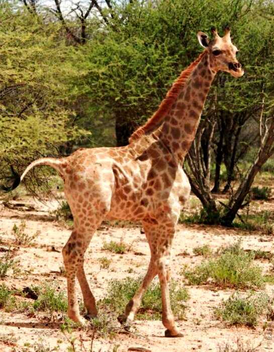 Ученые обнаружили карликовых жирафов