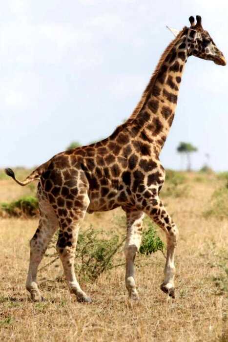 Ученые обнаружили карликовых жирафов