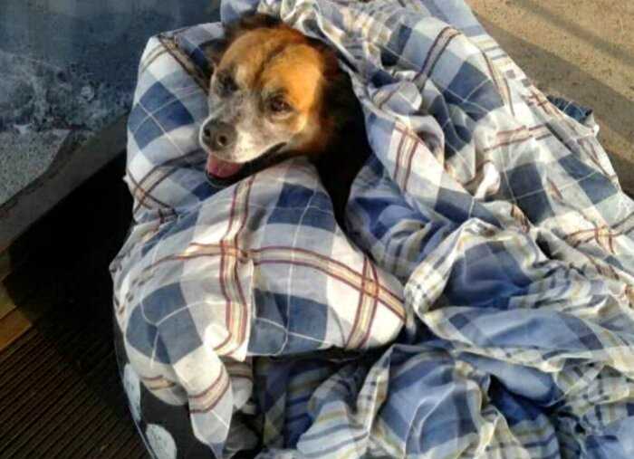 В холодную погоду работники автовокзала не только дали ночлег бездомным собакам, а и организовали им кровати