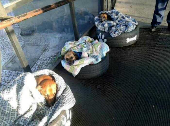 В холодную погоду работники автовокзала не только дали ночлег бездомным собакам, а и организовали им кровати