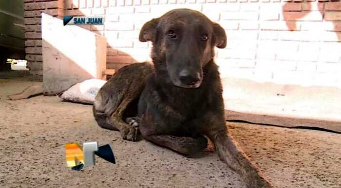 Верная собака преодолела 160 километров, чтобы найти людей, которые её когда-то спасли