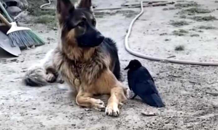 Девушка нашла и выходила ворону, а теперь птица научилась выгуливать собаку и не хочет улетать