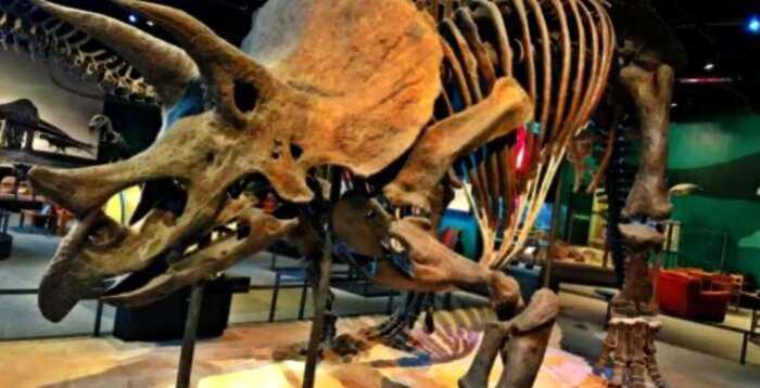На парижском аукционе продали скелет самого большого динозавра-трицератопса за 6,65 млн евро