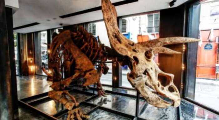 На парижском аукционе продали скелет самого большого динозавра-трицератопса за 6,65 млн евро