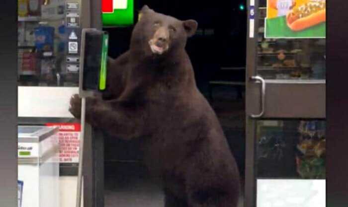 Медведь зашел в магазин за едой и после возмущения продавца воспользовался санитайзером