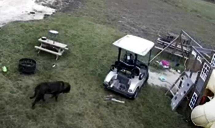 Собака от безделья залезла в гольф-кар, завела его и проехала 20 метров: видео