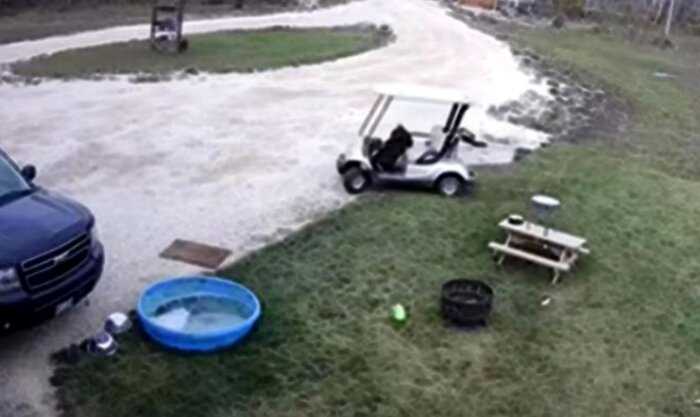 Собака от безделья залезла в гольф-кар, завела его и проехала 20 метров: видео