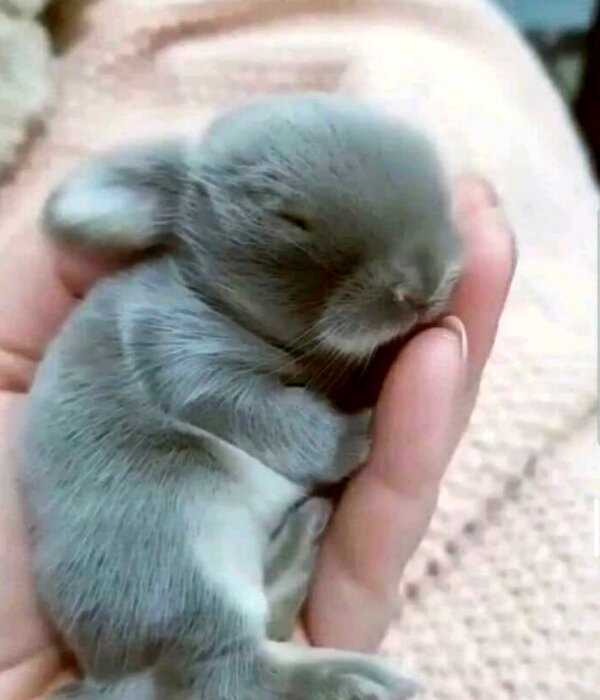 Прелестные снимки с кроликами, милота которых зашкаливает