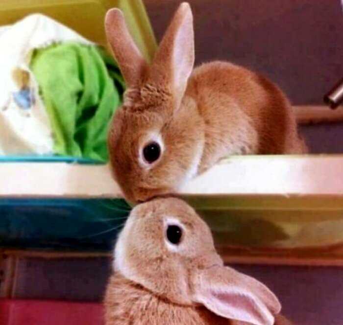 Прелестные снимки с кроликами, милота которых зашкаливает