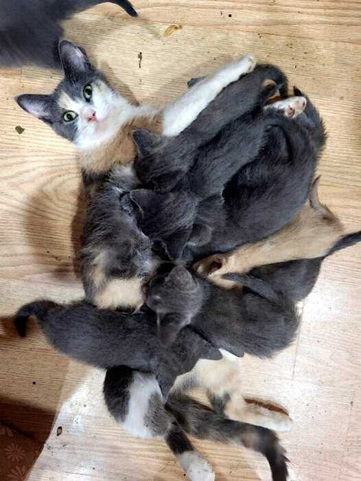 Эти кошки выглядят не очень готовыми к материнству