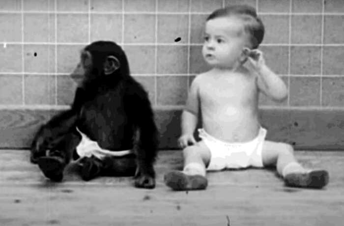 Жуткий эксперимент четы Келлог: пара растила сына и шимпанзе как брата и сестру