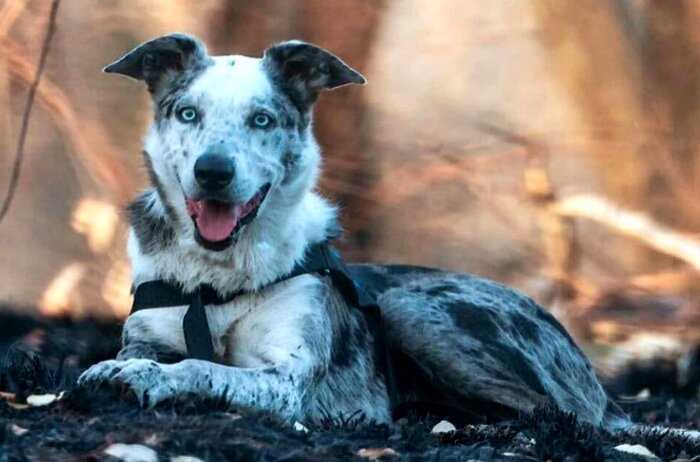 Настоящий герой! В Австралии наградили собаку, которая спасла 100 коал во время пожаров