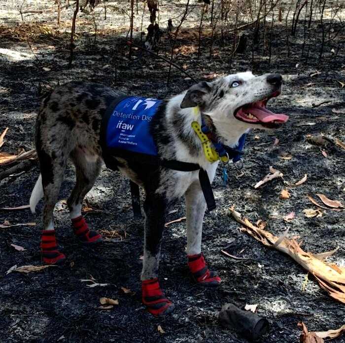 Настоящий герой! В Австралии наградили собаку, которая спасла 100 коал во время пожаров
