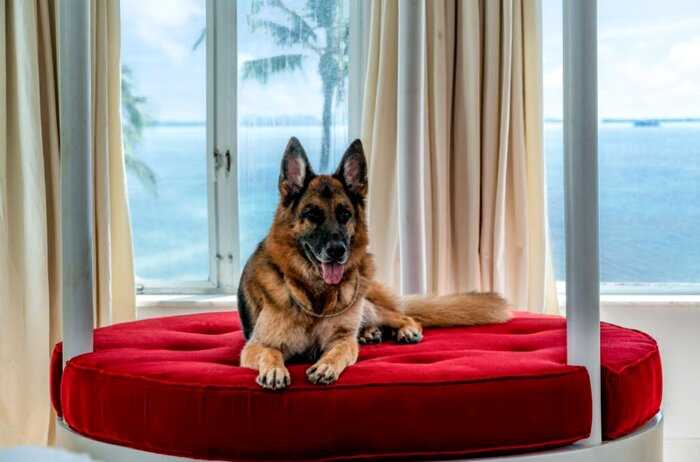 Роскошный особняк, который принадлежал собаке по кличке Гюнтер VI, продали за 2,3 млрд
