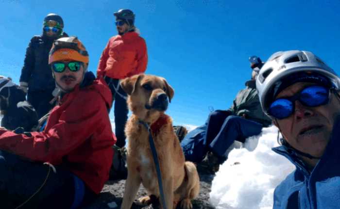В Мексике альпинисты поднялись на самый высокий вулкан страны, чтобы спасти бездомного пса