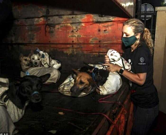 В Индонезии 50 собак спасли по пути на мясную ферму