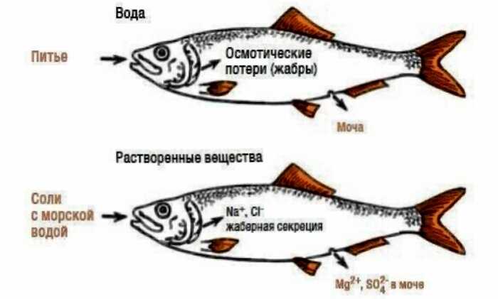 Как дельфины и киты получают пресную воду, обитая в соленых морях и океанах?