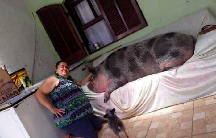 Женщина купила поросёнка, который не должен был расти, а получила 250-кг свинку