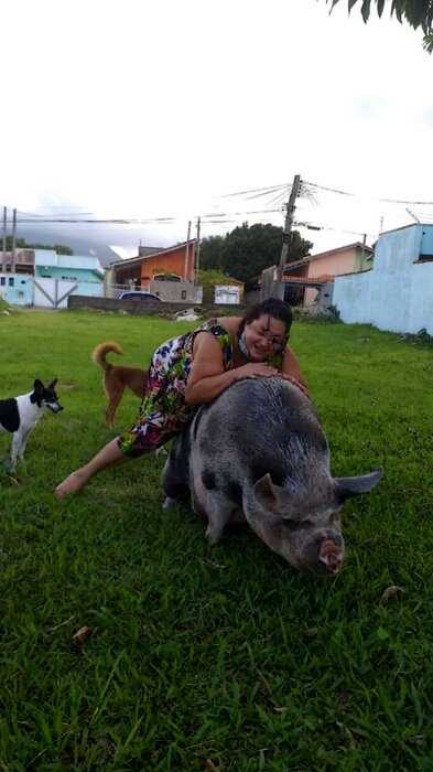 Женщина купила поросёнка, который не должен был расти, а получила 250-кг свинку