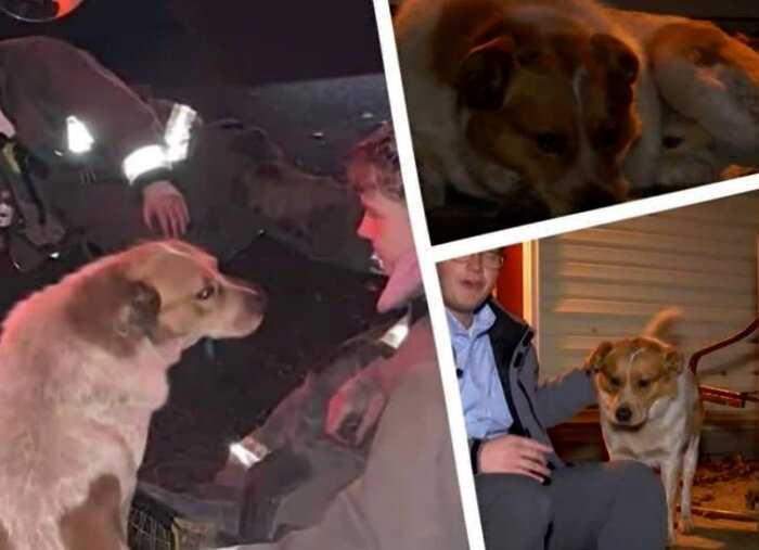 Этот уличный пес спас целую семью от пожар и заслужил уважение