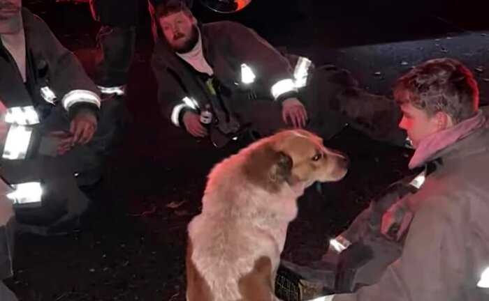 Этот уличный пес спас целую семью от пожар и заслужил уважение