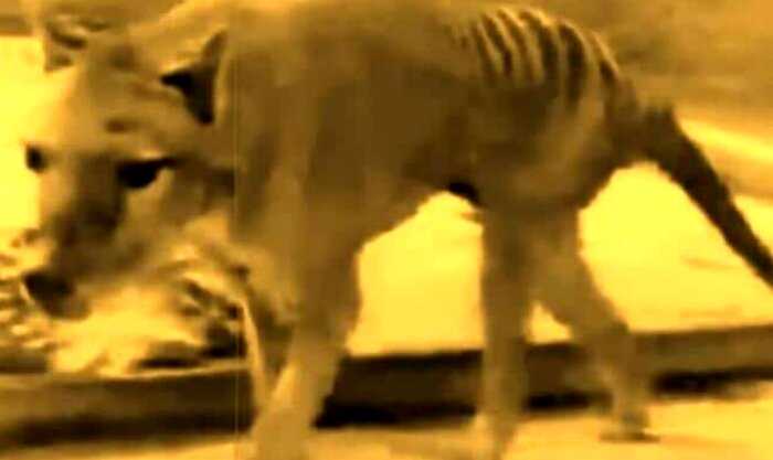 Туристы сняли на камеру животное, считавшееся исчезнувшим более 100 лет назад