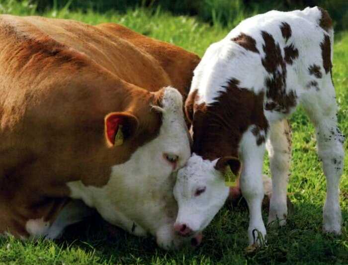 Коровы тоже могут быть милыми и очаровательными