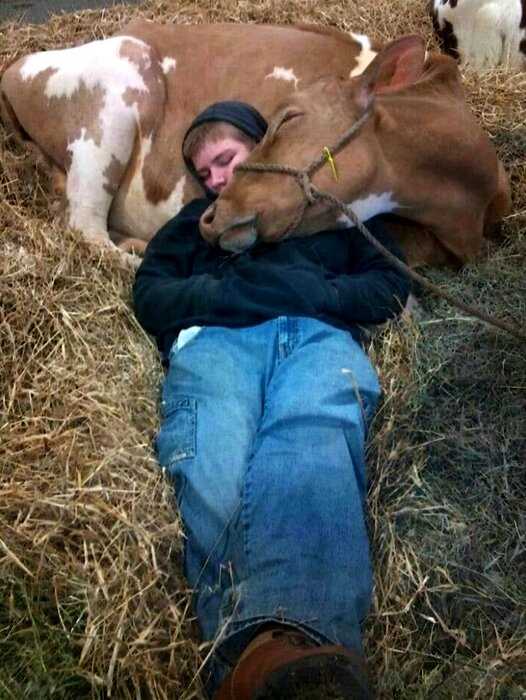 Коровы тоже могут быть милыми и очаровательными