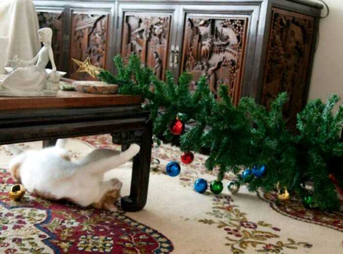 Сезон охоты кошек на новогодние ёлки объявляется открытым